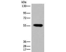 兔抗COX4I1多克隆抗体