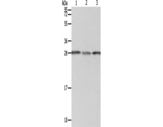 兔抗PSMD9多克隆抗体