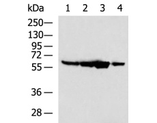 兔抗PTBP2多克隆抗体