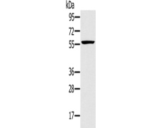 兔抗TRIM34多克隆抗体