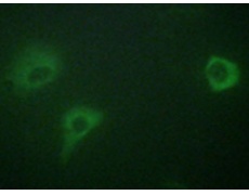 兔抗GRIN1(Phospho-Ser890)多克隆抗体
