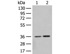 兔抗SLC25A27多克隆抗体