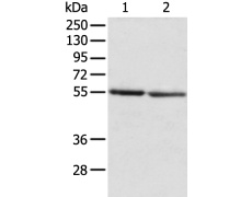 兔抗SLC29A1多克隆抗体