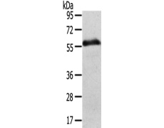兔抗SLC43A2多克隆抗体