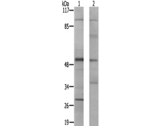 兔抗SMAD1(Ab-187) 多克隆抗体