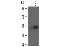 兔抗SMAD3 (Phospho-Ser425)多克隆抗体