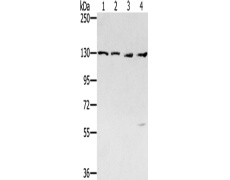 兔抗SMC6多克隆抗体