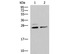 兔抗SNRPB2多克隆抗体