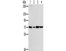 兔抗SNX2多克隆抗体