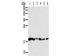 兔抗SNX3多克隆抗体