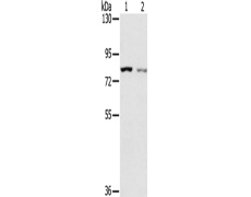 兔抗SPATA5L1多克隆抗体