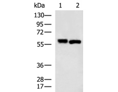 兔抗SPTLC2多克隆抗体