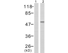 兔抗SRC(Phospho-Tyr418) 多克隆抗体