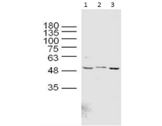 兔抗SREBF1多克隆抗体