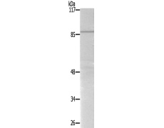 兔抗STAT5B(Ab-731) 多克隆抗体