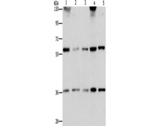兔抗STK3/STK4多克隆抗体