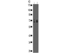 兔抗SYK (phospho-Tyr323)多克隆抗体