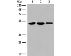 兔抗TFCP2多克隆抗体