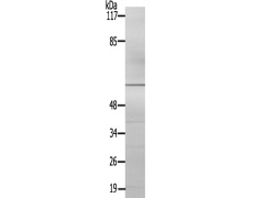 兔抗TH(Ab-19) 多克隆抗体