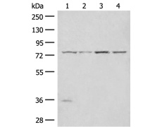 兔抗TLE1多克隆抗体