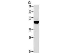 兔抗TM7SF2多克隆抗体