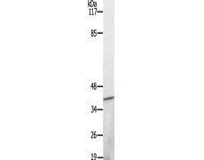 兔抗TOB1(Ab-164) 多克隆抗体