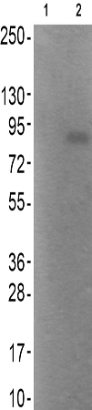 兔抗RPS6KA1/2/3/4(Phospho-Ser221/227/S218/232) 多克隆抗体