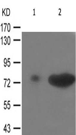 兔抗FOXO1(Phospho-Ser329) 多克隆抗体