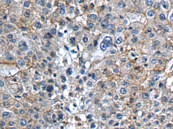 兔抗PTGER3多克隆抗体
