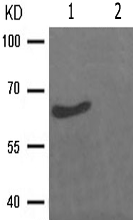 兔抗SMAD2(Phospho-Ser250) 多克隆抗体