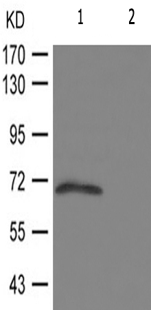 兔抗SOX9(Phospho-Ser181) 多克隆抗体