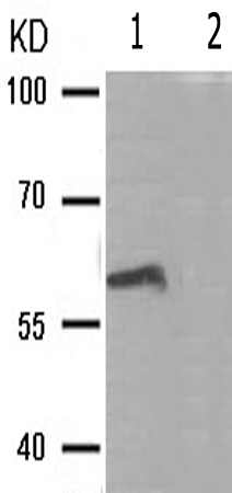 兔抗SRC(Phospho-Ser75) 多克隆抗体