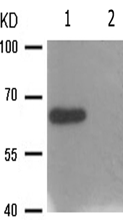 兔抗STK11(Phospho-Ser428) 多克隆抗体