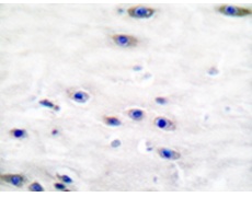 兔抗TH(Ab-19) 多克隆抗体