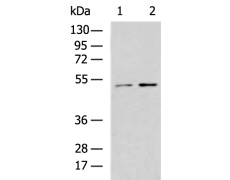兔抗HS1BP3多克隆抗体