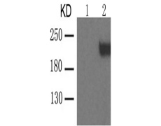 兔抗KDR (phospho-Tyr1059)多克隆抗体
