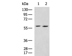 兔抗ASPSCR1多克隆抗体