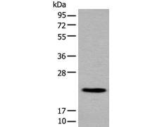 兔抗CBLN1多克隆抗体