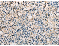 兔抗CD28多克隆抗体