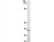 兔抗CLDN7(Ab-210) 多克隆抗体
