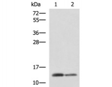 兔抗CRABP1多克隆抗体