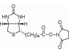 N-生物素羟基琥珀酰亚胺酯