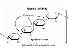 木聚糖酶