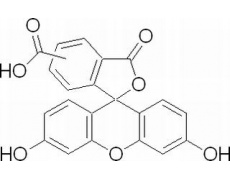 CF-羧基荧光素