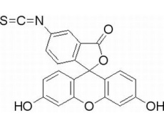 异硫氰酸荧光橙红