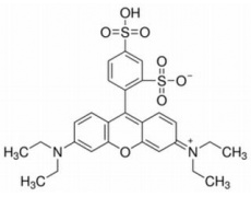 磺酰罗丹明B