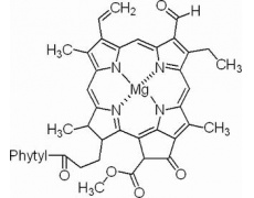 叶绿素B