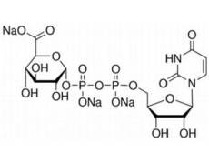 尿苷二磷酸-α-葡糖醛酸