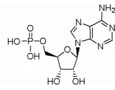 5´-腺苷酸