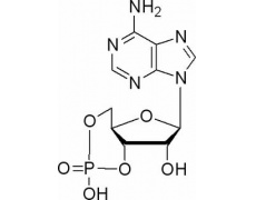环腺苷酸